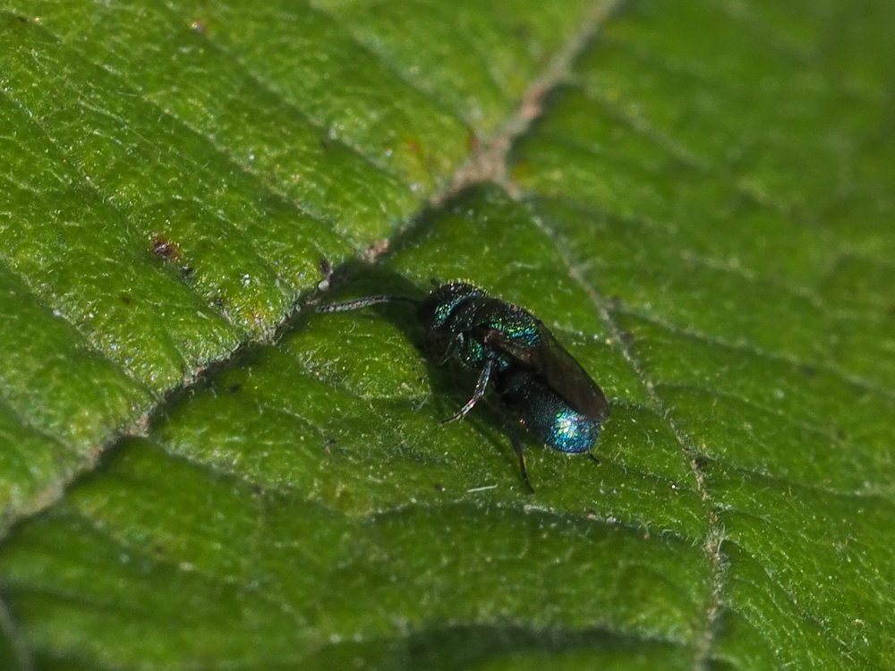 Chrysididae da identificare: Hedychridium monochroum