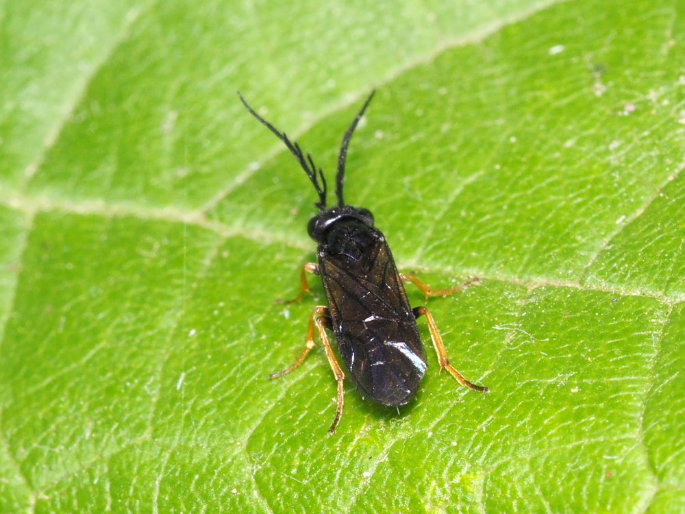 Tenthredinidae: Cladius pectinicornis