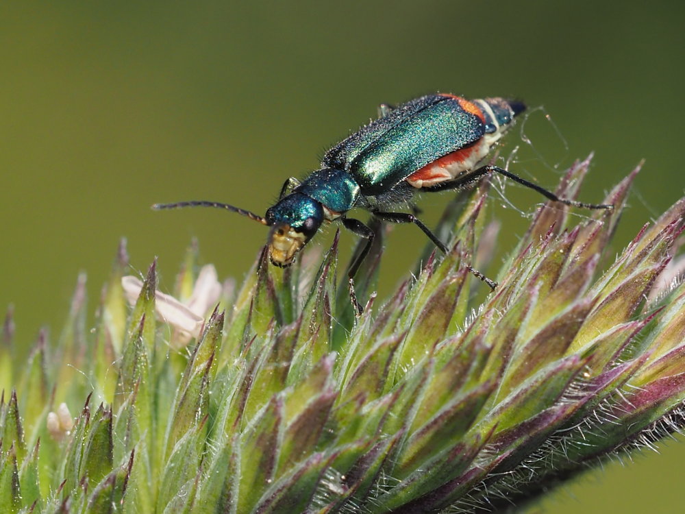 Malachius australis?  S, femmina