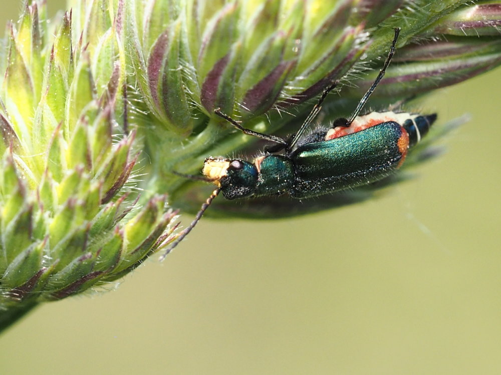 Malachius australis?  S, femmina