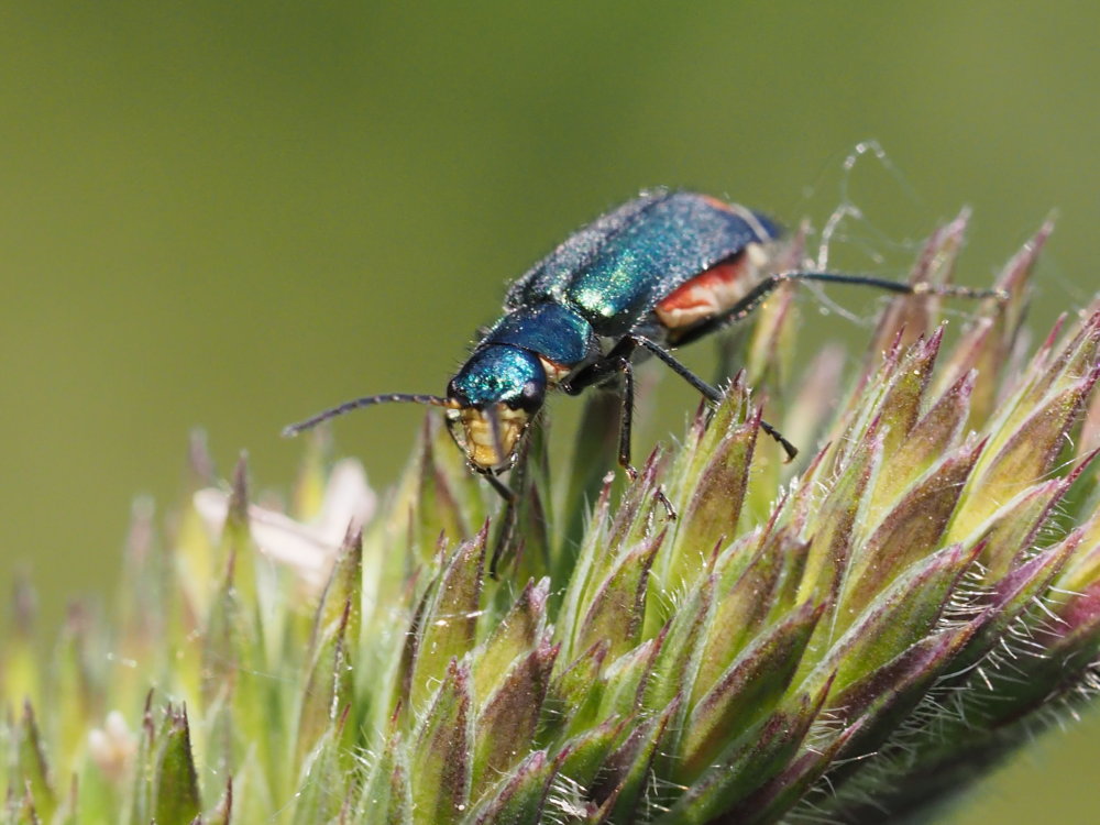 Malachius australis?  S, femmina