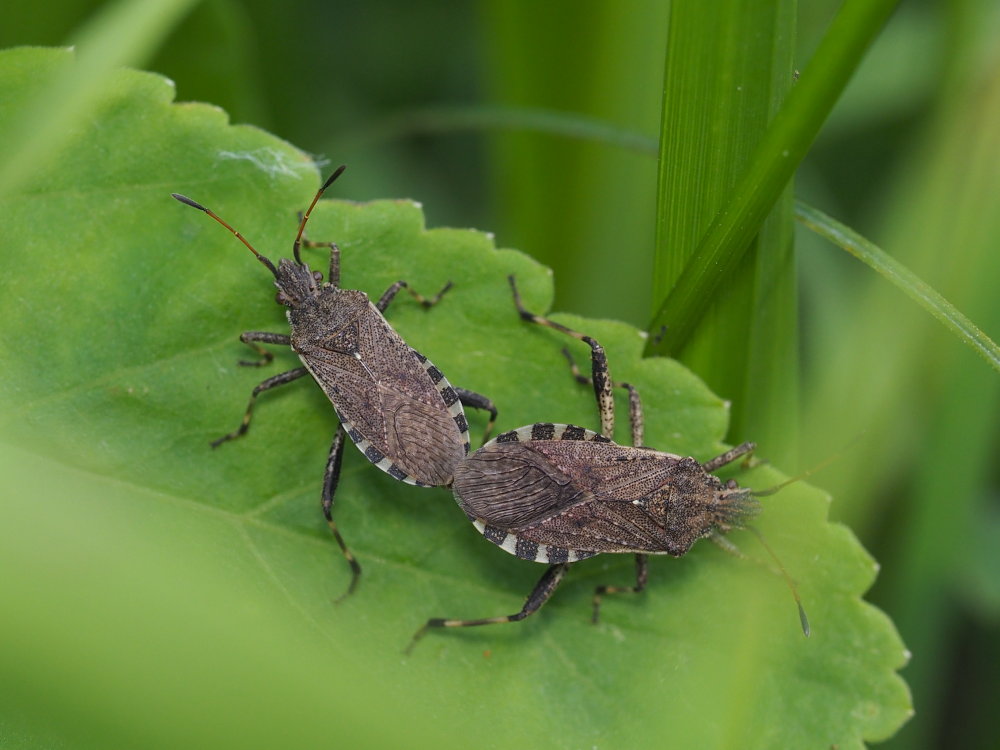 Coreidae: Ceraleptus gracilicornis