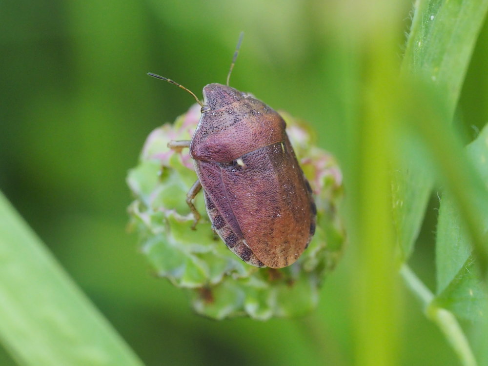 Scutelleridae: Eurygaster testudinaria?...  Eurygaster maura