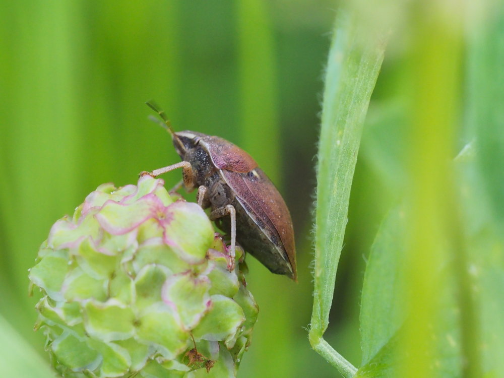 Scutelleridae: Eurygaster testudinaria?...  Eurygaster maura