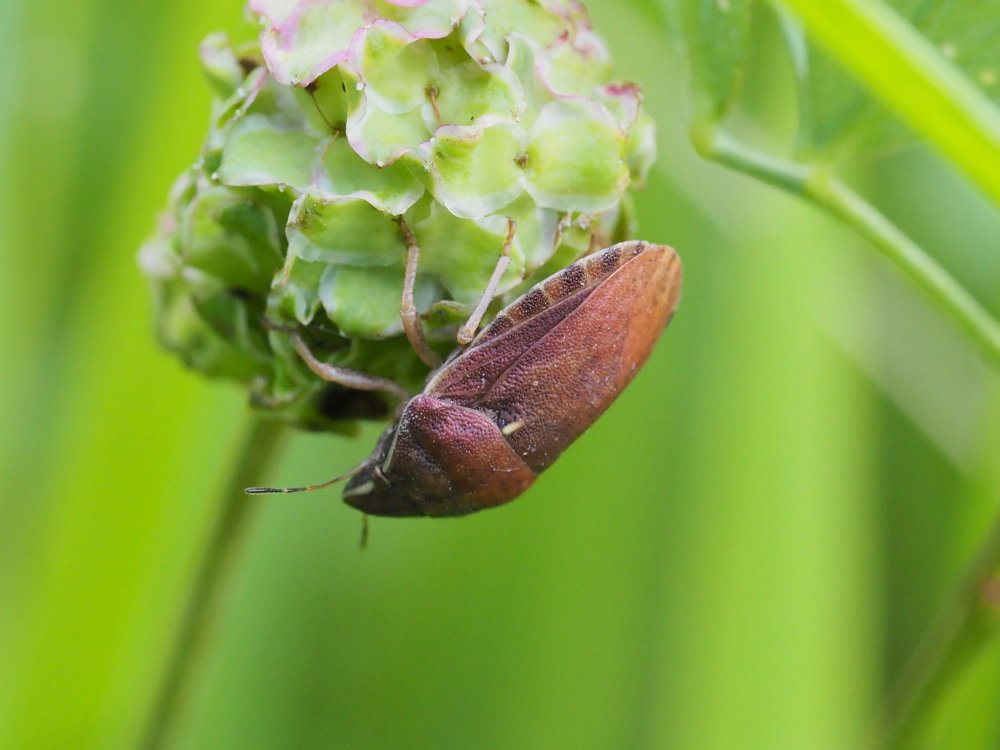 Scutelleridae: Eurygaster testudinaria?...  Eurygaster maura