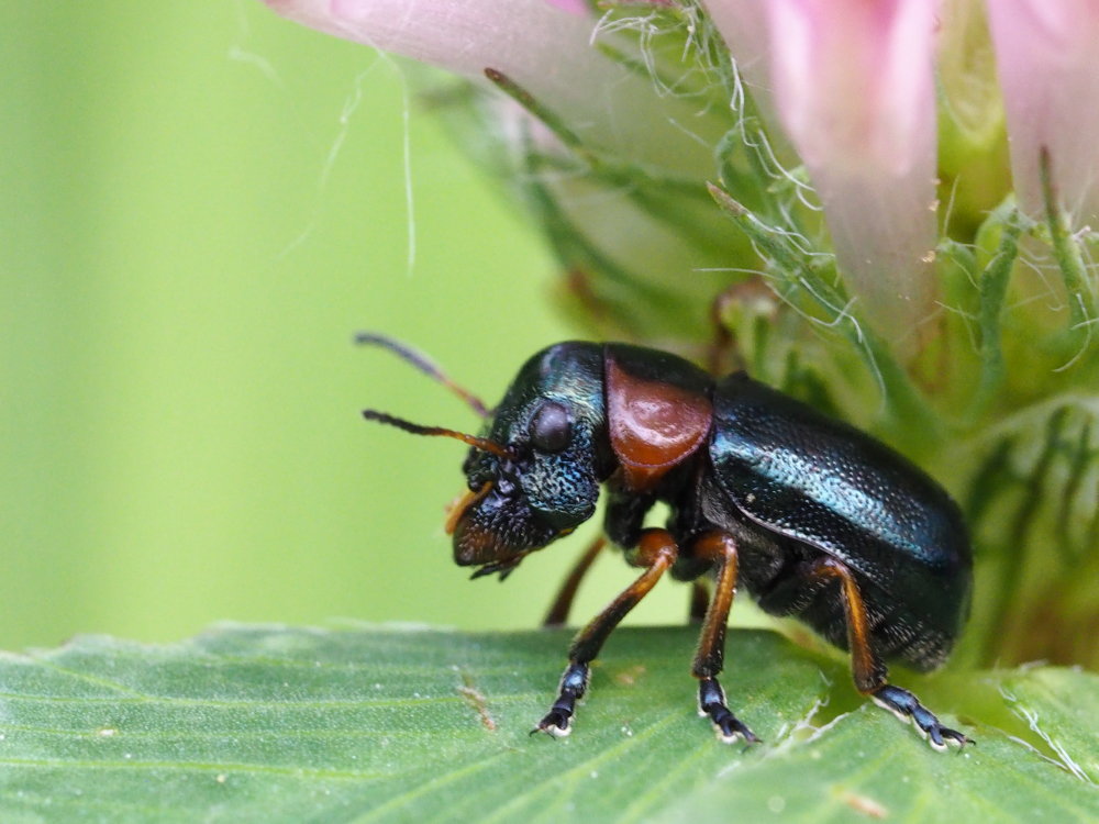 Chrysomelidae: Cheilotoma erythrostoma o musciformis? C. erythrostoma italica