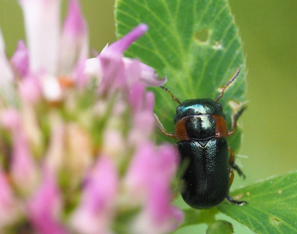 Chrysomelidae: Cheilotoma erythrostoma o musciformis? C. erythrostoma italica