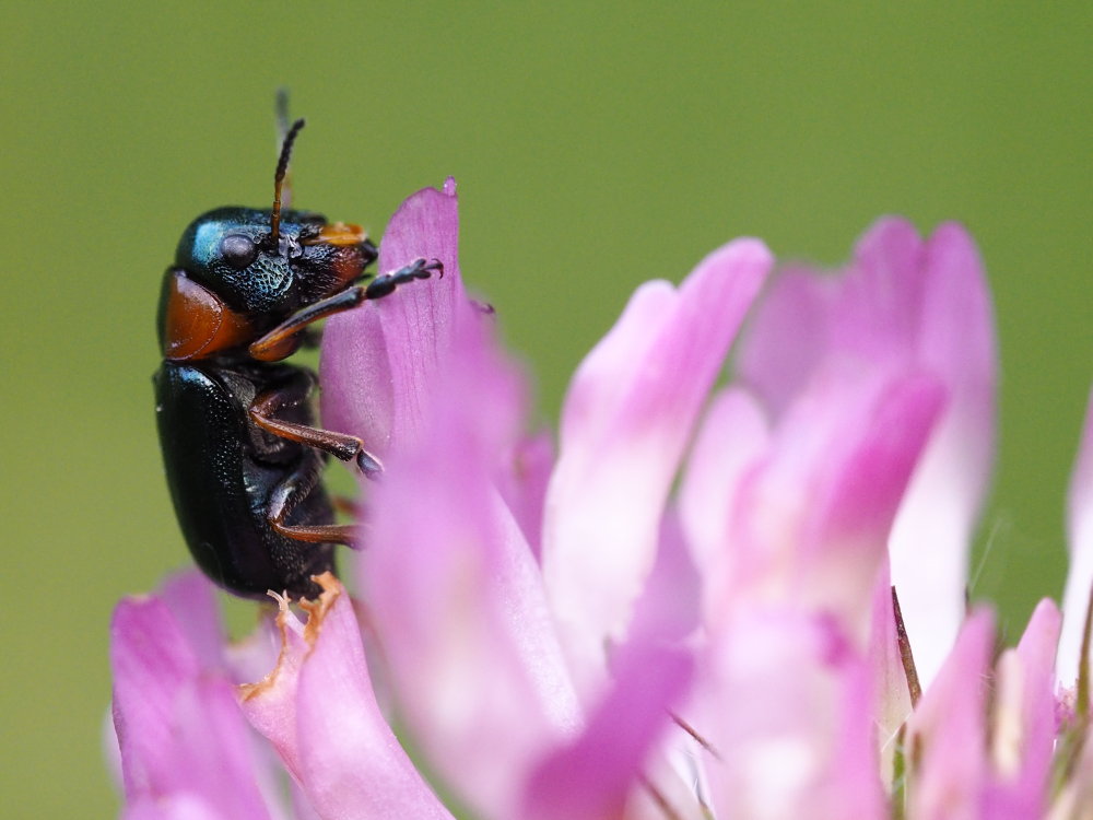 Chrysomelidae: Cheilotoma erythrostoma o musciformis? C. erythrostoma italica