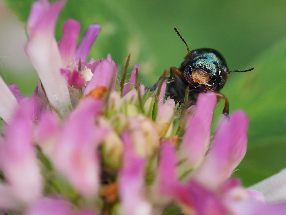 Chrysomelidae: Cheilotoma erythrostoma o musciformis? C. erythrostoma italica