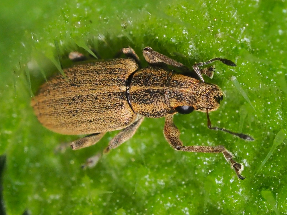 Curculionidae:  Sitona sp.?  S, Sitona lineatus