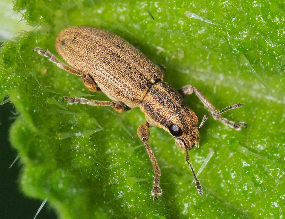 Curculionidae:  Sitona sp.?  S, Sitona lineatus