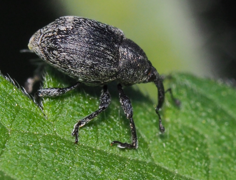 Curculionidae:  Sibinia pellucens