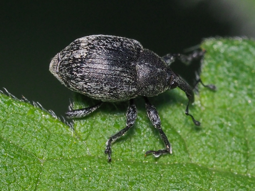 Curculionidae:  Sibinia pellucens