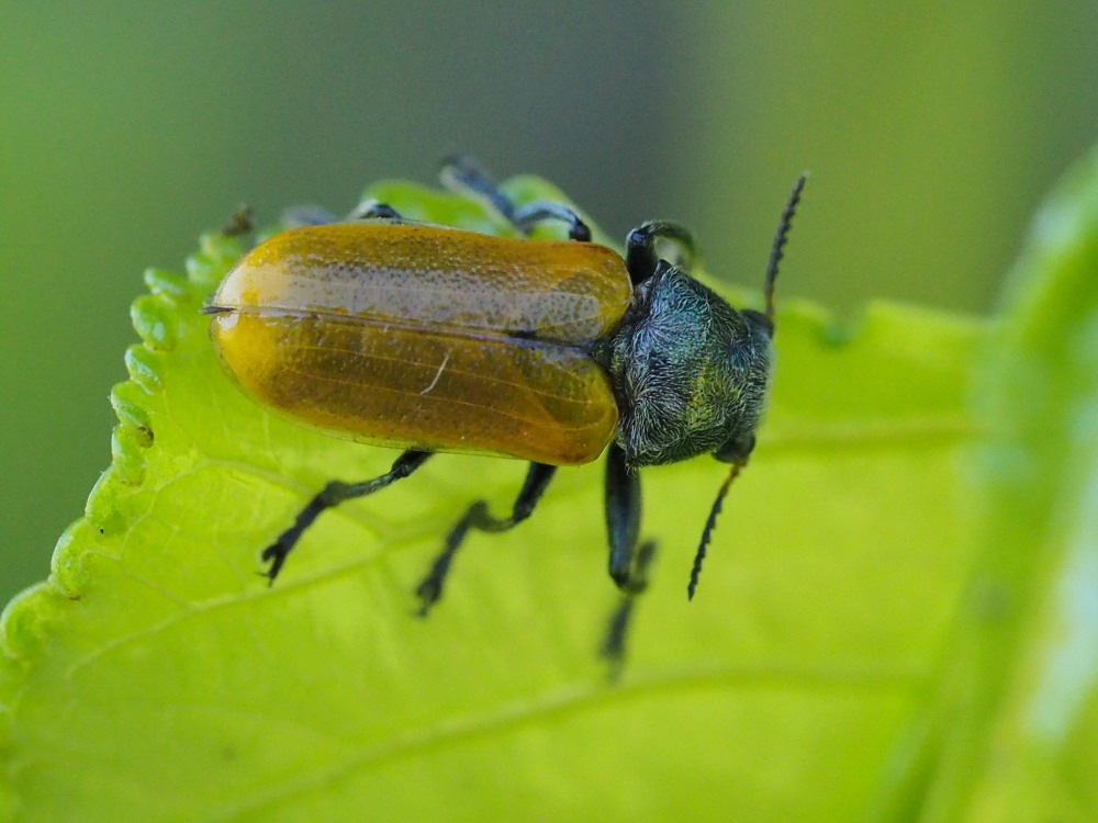 Chrysomelidae: maschio di Labidostomis pallidipennis (cfr.)