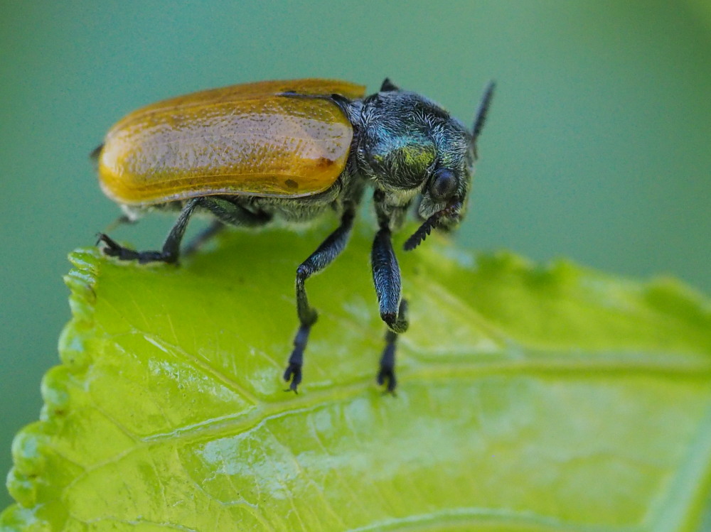 Chrysomelidae: maschio di Labidostomis pallidipennis (cfr.)