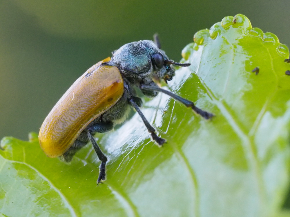 Chrysomelidae: maschio di Labidostomis pallidipennis (cfr.)