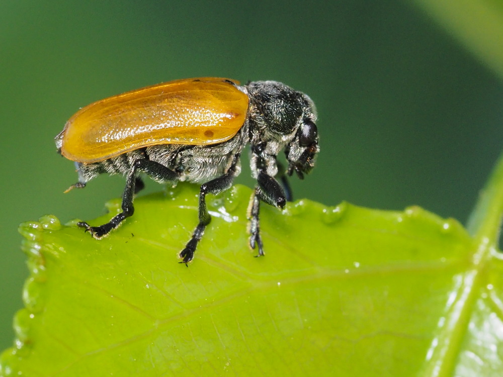 Chrysomelidae: maschio di Labidostomis pallidipennis (cfr.)