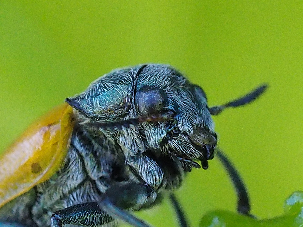 Chrysomelidae: maschio di Labidostomis pallidipennis (cfr.)