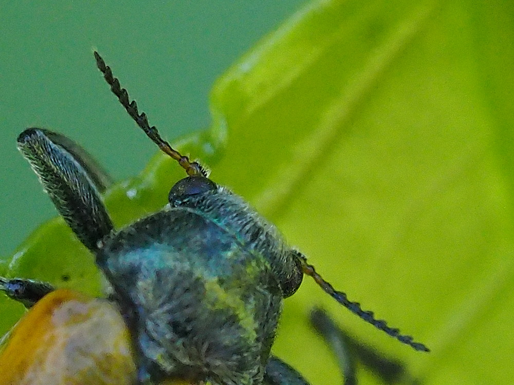 Chrysomelidae: maschio di Labidostomis pallidipennis (cfr.)