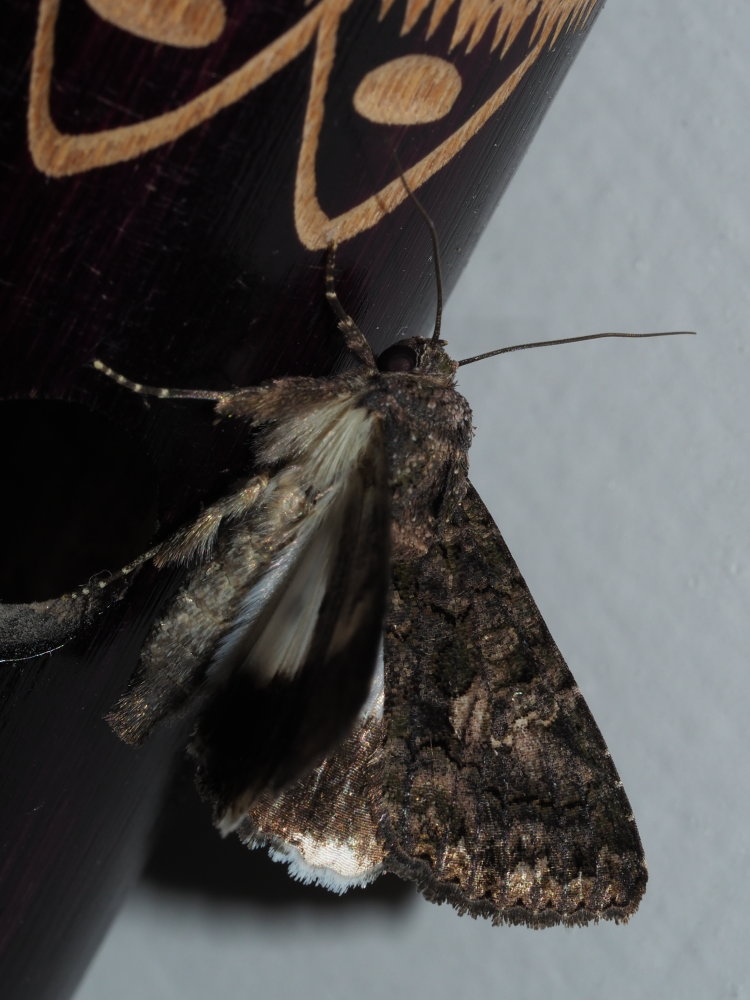 Aedia leucomelas - Noctuidae