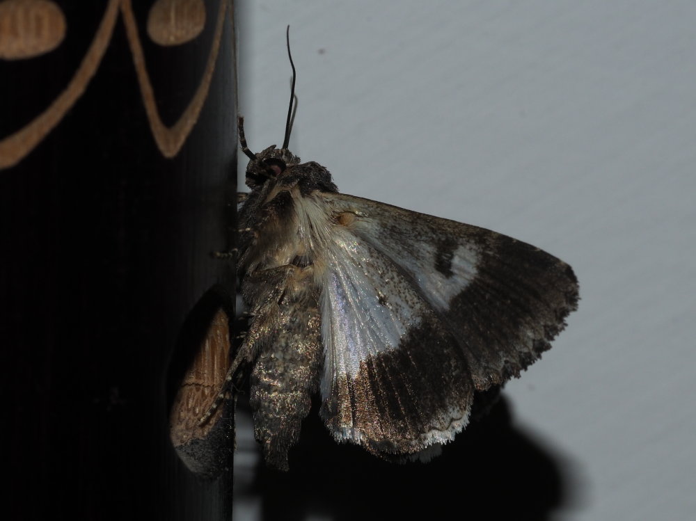 Aedia leucomelas - Noctuidae