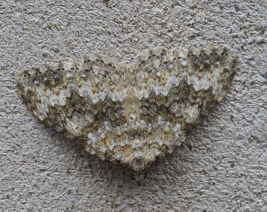 Geometridae: Coenotephria ablutaria?  S !