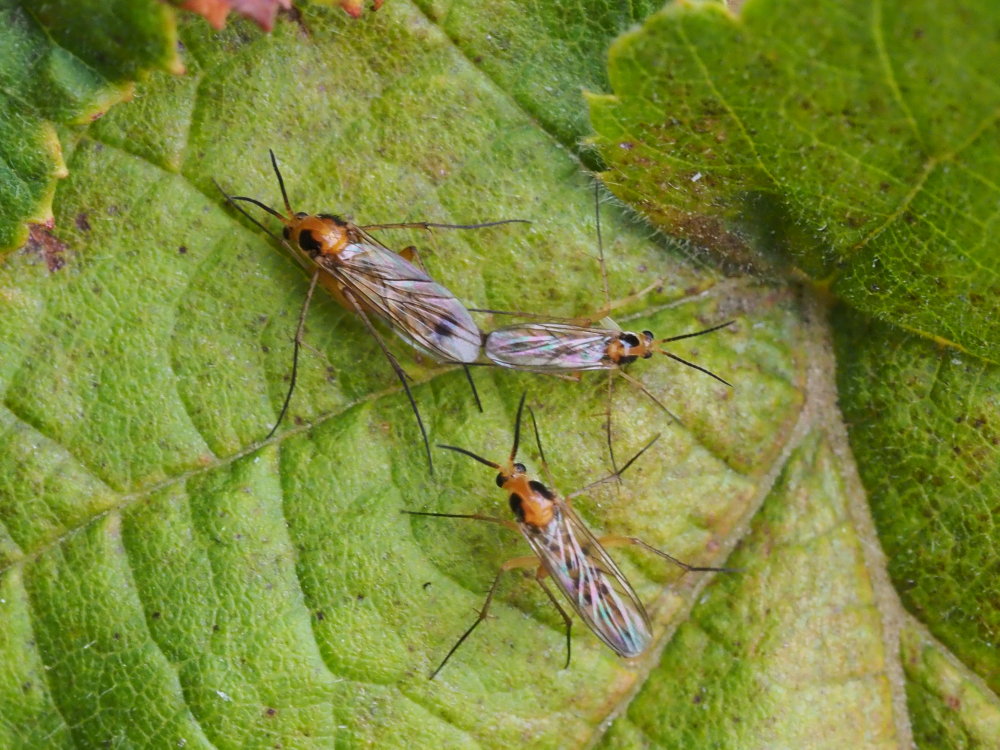 Mycetophilidae? S, cfr. Leia fontana