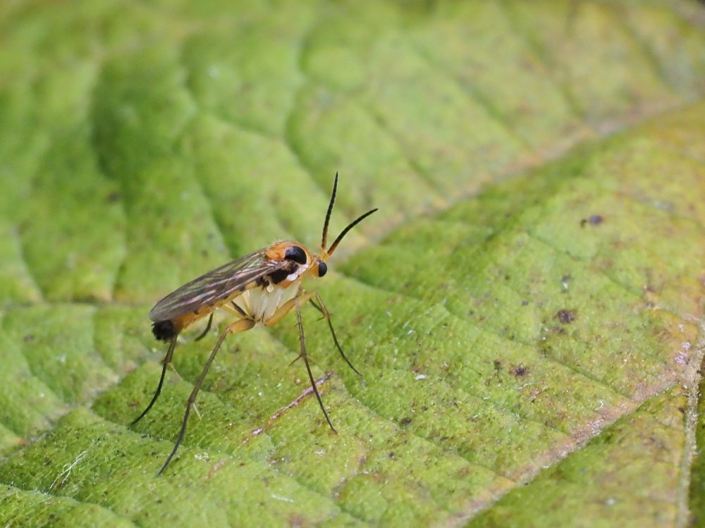 Mycetophilidae? S, cfr. Leia fontana