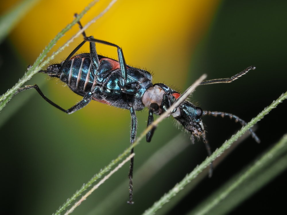 Maschio di Anthomalachius spinosus? No, di Clanoptilus spinipennis spinipennis