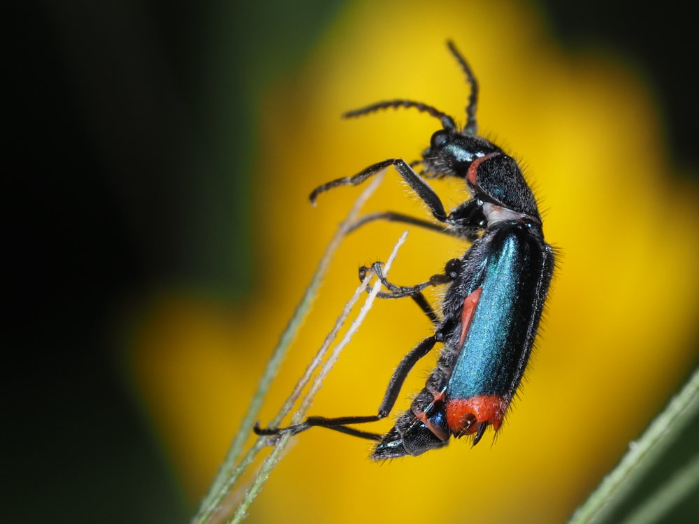 Maschio di Anthomalachius spinosus? No, di Clanoptilus spinipennis spinipennis