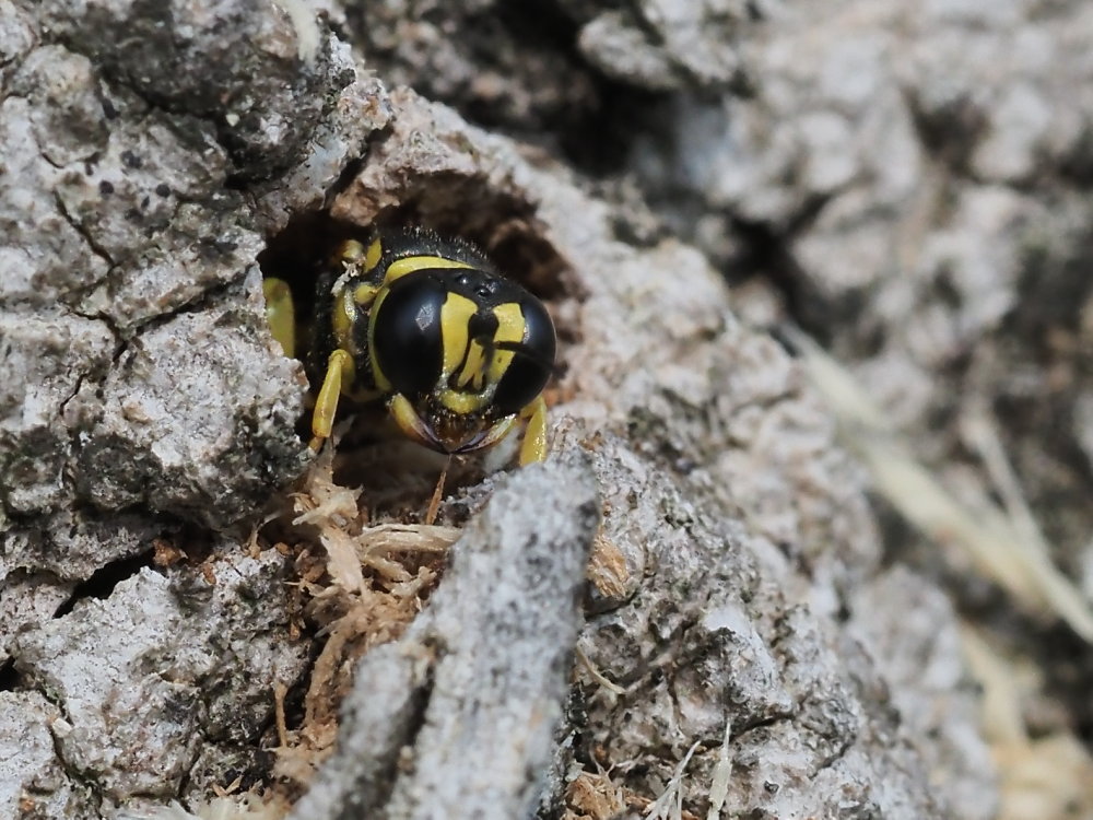 Crabronidae: Tracheliodes curvitarsis