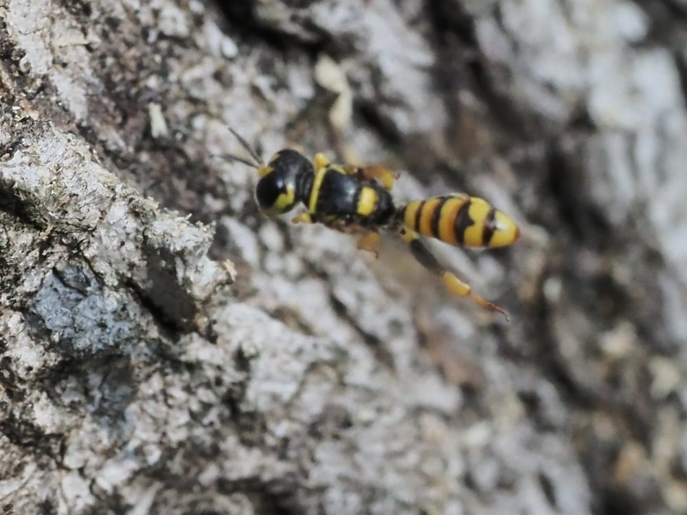 Crabronidae: Tracheliodes curvitarsis