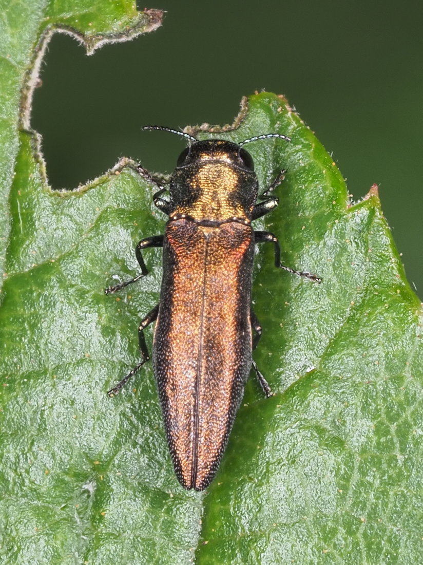 Buprestidae: Agrilus viridicaerulans rubi