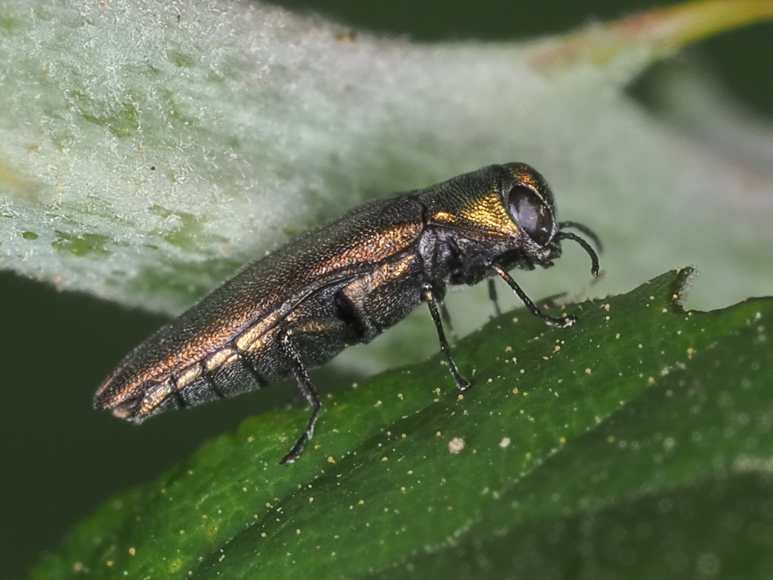 Buprestidae: Agrilus viridicaerulans rubi