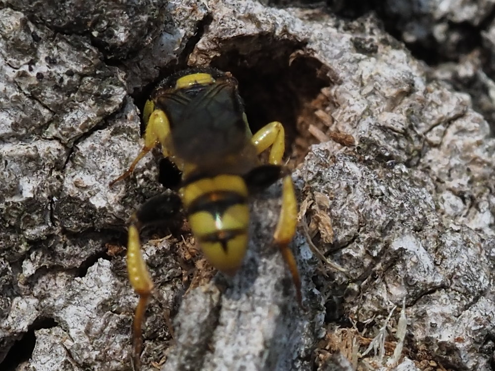 Crabronidae: Tracheliodes curvitarsis