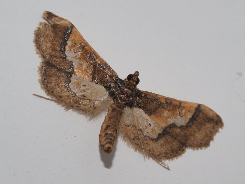 Crambidae: Hydriris ornatalis