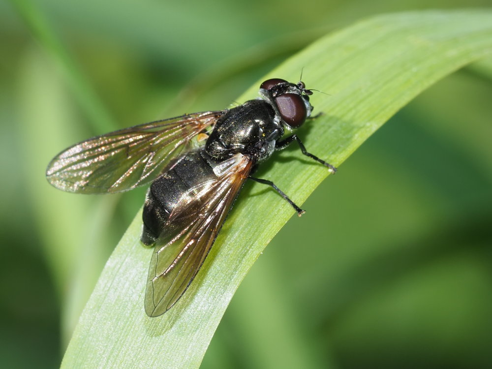 Syrphidae? Da identificare