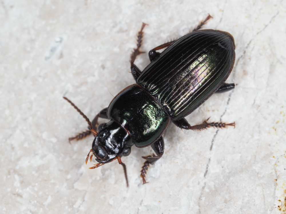 Carabidae: Harpalus dimidiatus? S !