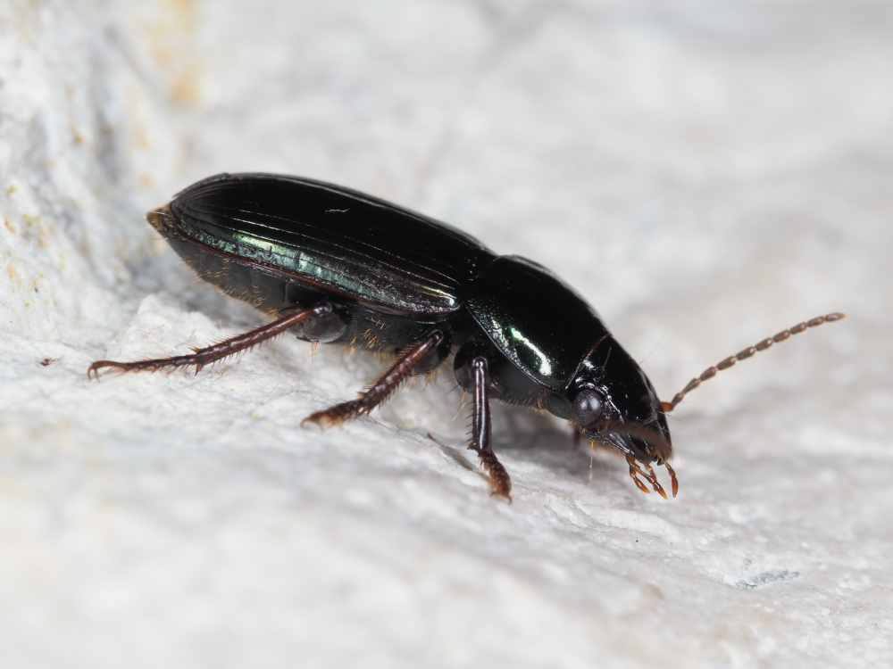 Carabidae: Harpalus dimidiatus? S !