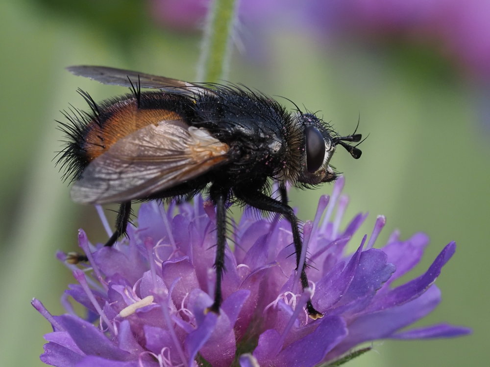 Tachina fera o Tachina magnicornis? No, Tachinidae sp. (cfr. Nowickia sp.)