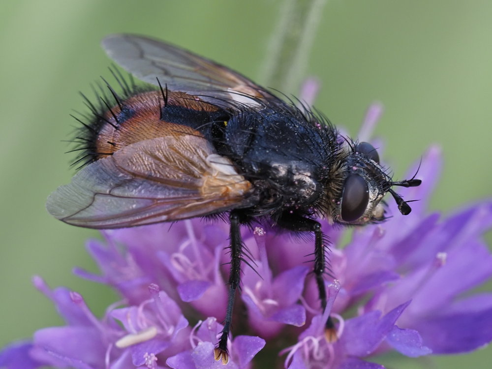 Tachina fera o Tachina magnicornis? No, Tachinidae sp. (cfr. Nowickia sp.)