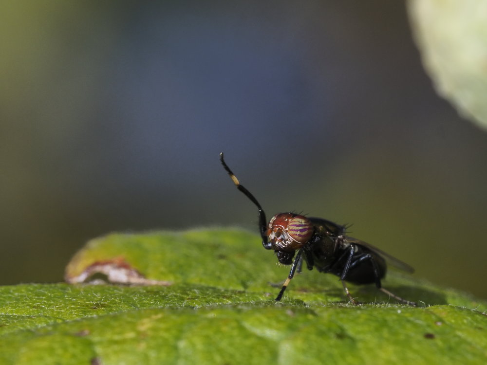 Ulidiidae: Physiphora alceae