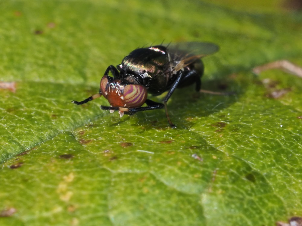 Ulidiidae: Physiphora alceae