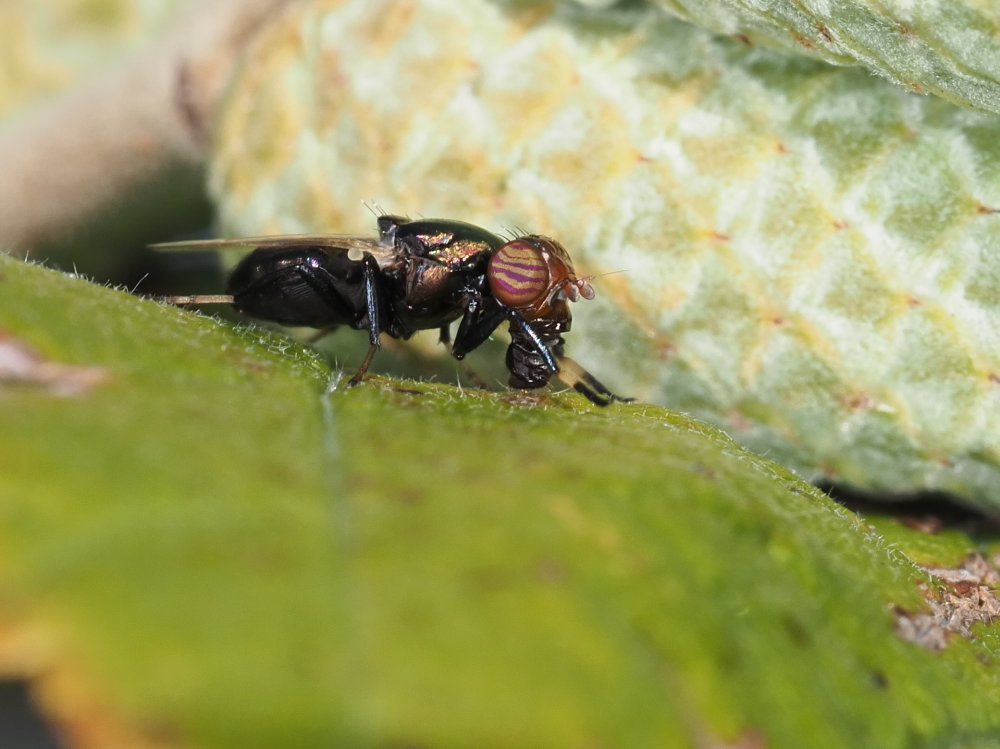 Ulidiidae: Physiphora alceae