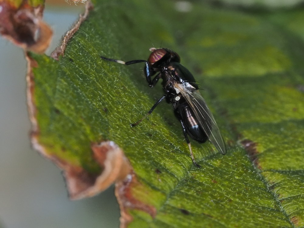 Ulidiidae: Physiphora alceae