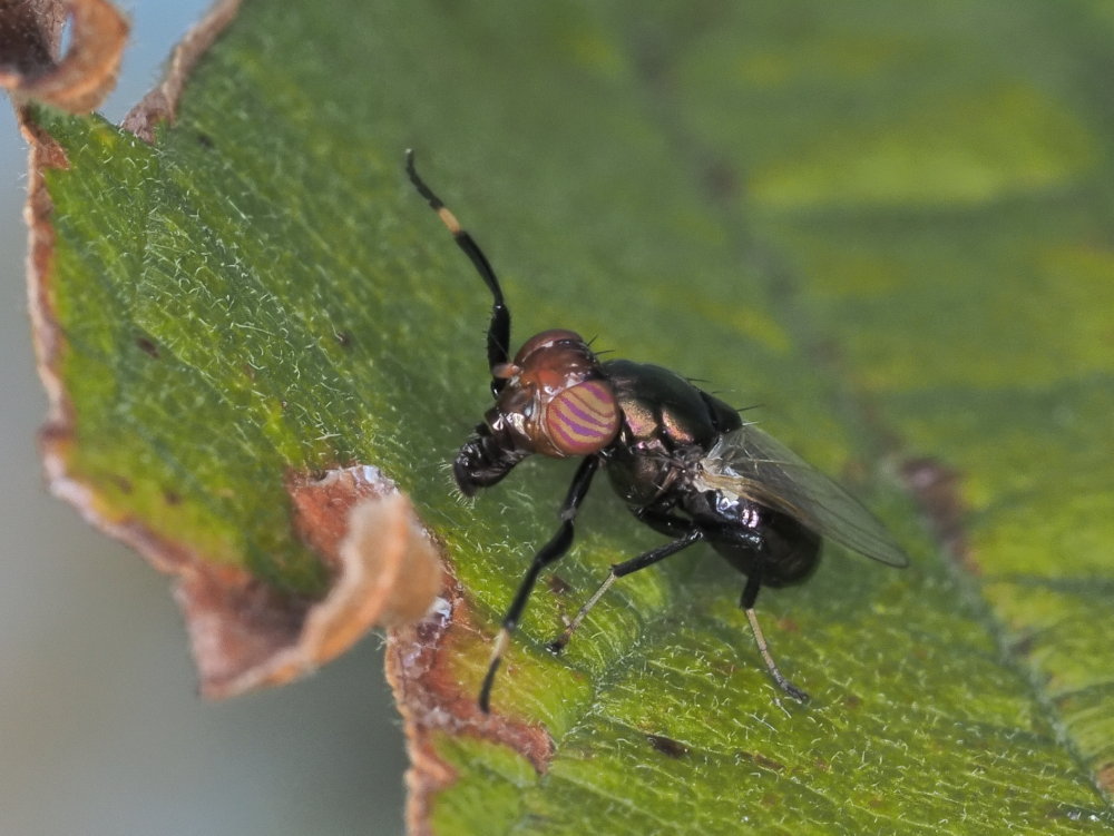 Ulidiidae: Physiphora alceae