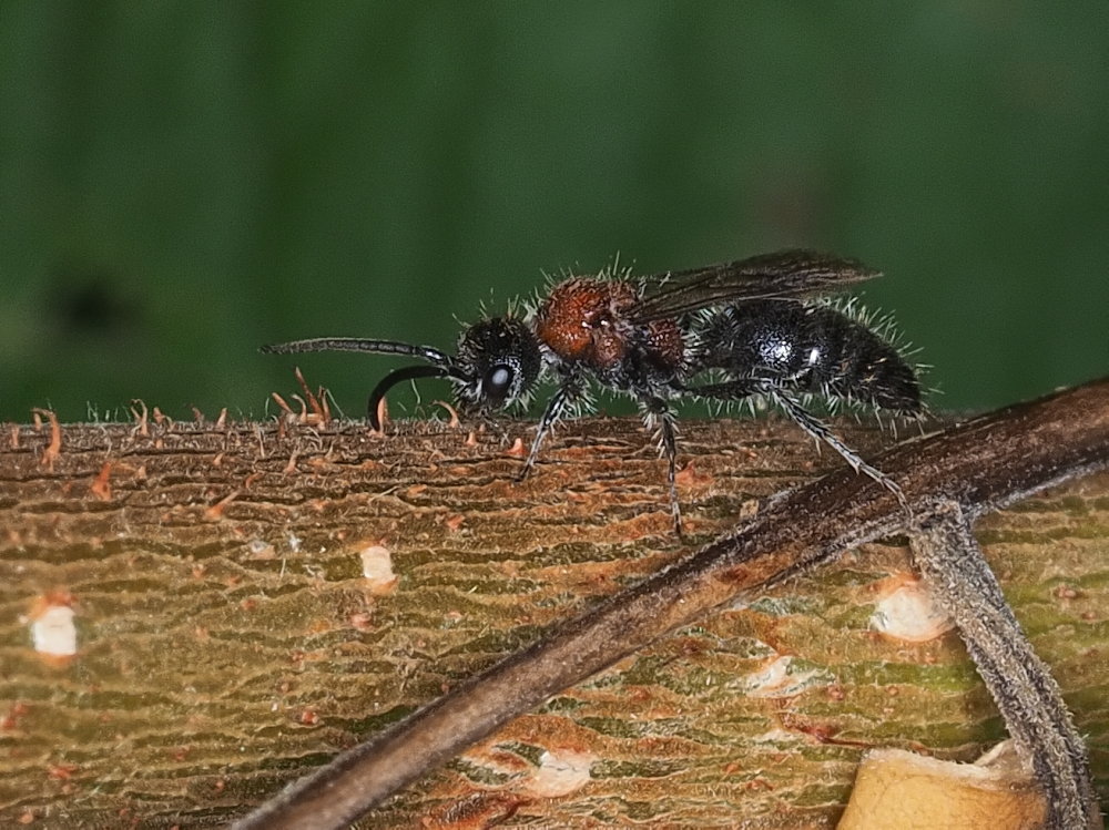 Myrmilla calva (Mutillidae) maschio