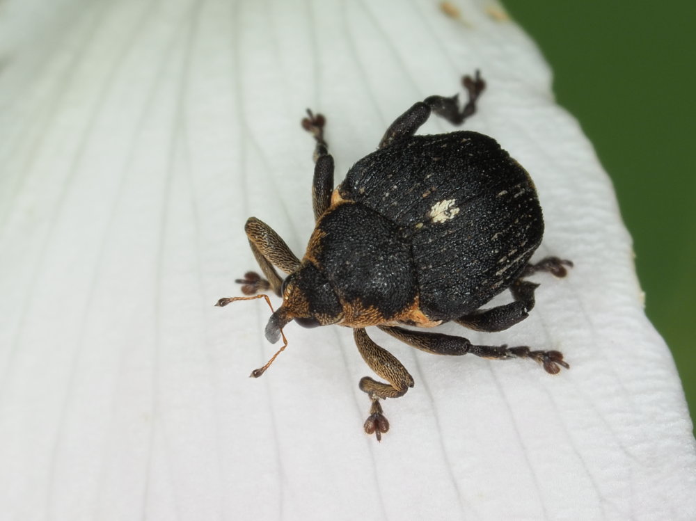 Mononychus punctumalbum?