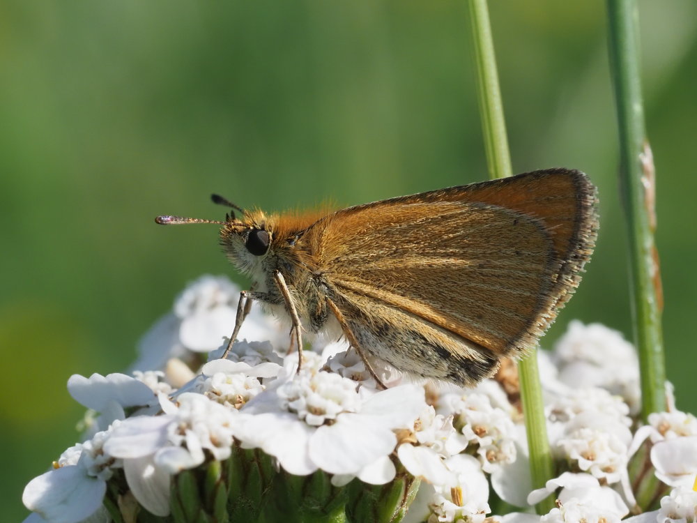 Thymelicus da identificare