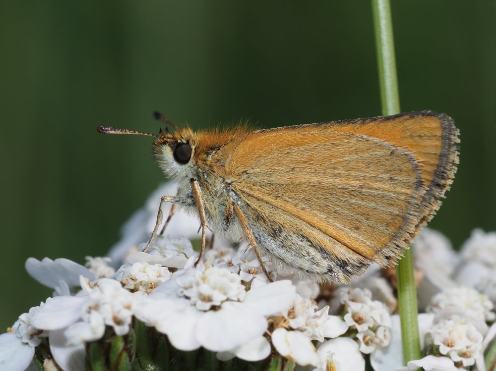 Thymelicus da identificare